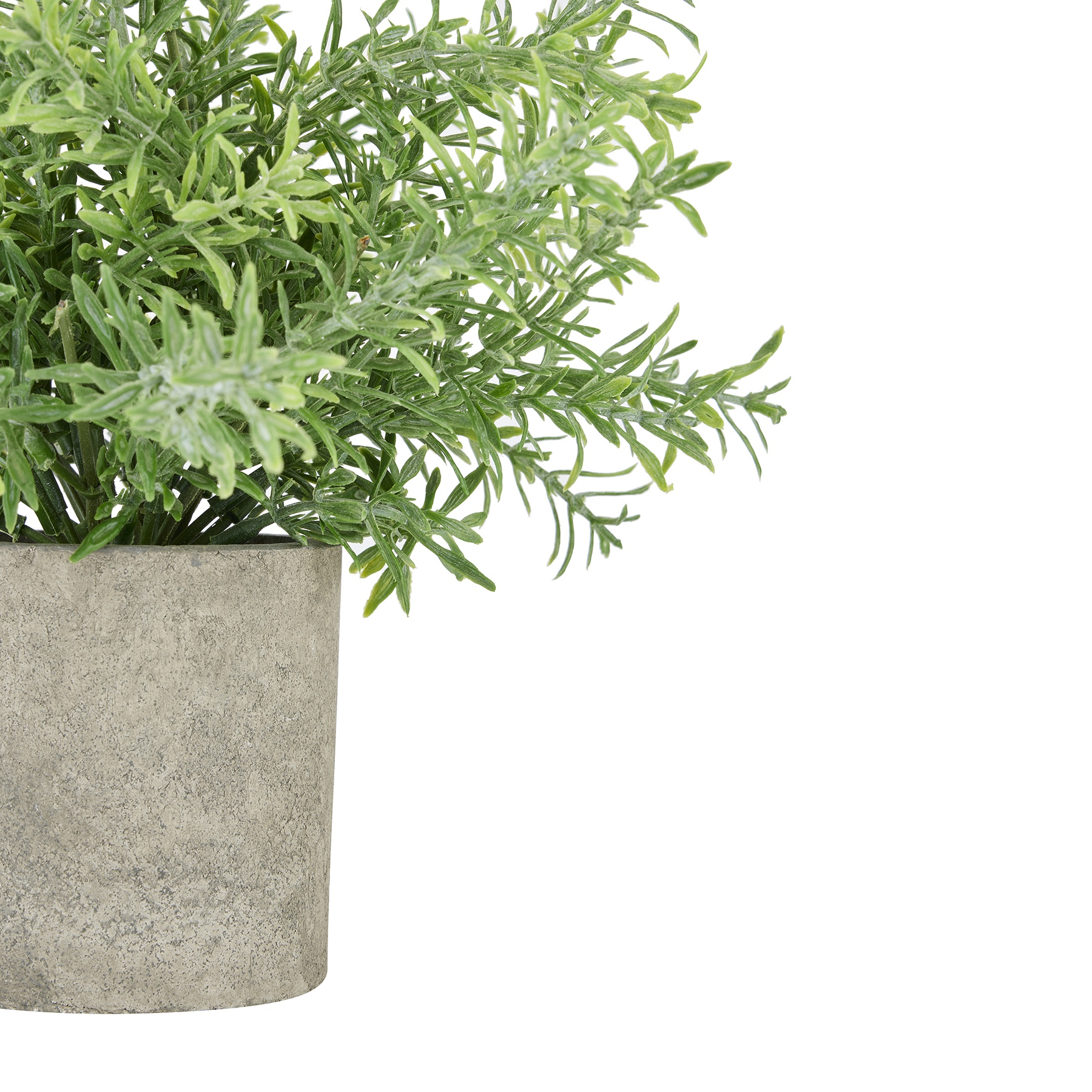 Rosemary Plant In Stone Effect Pot 2